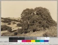 California Scrub Oak, Quercus dumosa. This tree which is usually small and scrubby in form is probably the largest specimen in existence according to A. E. Wieslander who took the photo in 1934. Circumference is 4 1/2 ft. - 13.45 ft. Diameter at breast height 51.4 in. Height 33 ft. Crown diameter - 55 ft. It is located in the Temblor Range of San Luis Obispo County, California, east of Simmler and near the Kern County line. Measurements were made by A. E. Wieslander in 1934