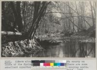 Alders along a quiet stream in Alameda county on lands of the Spring Valley Water Company. There are some excellent opportunities here for picnic and camping spots. Metcalf - 1936