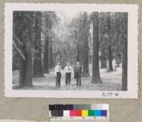 Cockrell, Metcalf and Evans in coast redwood plantation at Chico Forestry Station. Trees 63 years old. June 1953. Metcalf