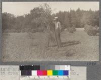 A Cork Oak (Quercus suber) completely cut off by gophers at 17 years of age. Grown on poor land. Chico Station. Small trees are same species from seed spots sown Feb. 1917. Photo Sept 4, 1920