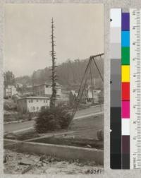 One year after the Berkeley Fire. Redwood sprouts from tree in yard of Hillside School. All houses shown have been built since the fire. Sept. 12, 1924