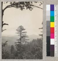 A picturesque redwood in head of a branch of Gualala River as seen from Anchor Bay-Yorkville Road, Mendocino County, California. Looking southwest. May 11, 1933. E.F