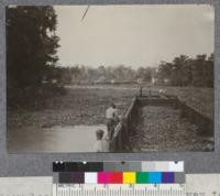 Scow loaded with coal on its way to logging camp of Williams Cypress Company, Southern Lousiana. The coal is used for locomotive & donkey fuel. Part of logging camp seen in the background. Note dense growth of water hyacinth in the river. '19