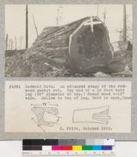 Redwood rots. An advanced stage of the redwood pocket rot. Top end of a 16 foot butt log (52" diameter at top). Sound wood 6-12" wide. Hollow to top of log. Butt is open. E. Fritz, October 1929