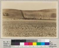 California, Ventura County. Erosion in lima bean country. Another view of accelerated erosion. Note in left middle ground that a border fence and driveway have been left uncultivated and the driveway is covered with grass. An indication of the loss of soil from the cultivated fields may be seen by the ridge of the uncultivated strip. 1932 - W.C. Lowdermilk