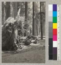 Stereo view with #5582 (Separated 11 1/2") of west side of stump of 12-foot windfall of March 13, 1933, in Richardson Grove showing subsurface trunk projection. Left view. Right view on #5582. April, 1933. E.F