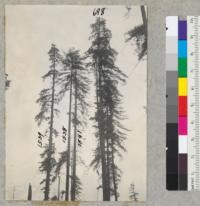 Selective Logging Plot #1676. From tractor road opposite stake 2.5. Left to right: 1539, 1538, 1541, 698. 6/25/40 E.F