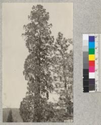 Panorama of "The Chief" Sequoia which stands just below the road through Whitaker's Forest camp site. There are 250 of these old veterans on the 320 acres and most of them show fire scars on the up-hill side. April, 1927. Metcalf