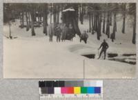 Snow scenes at Whitaker's Forest. April, 1929. Metcalf