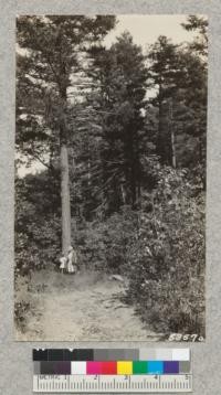 At the edge of the little opening above "Lonely" showing redwood sprout growth in the background. Oaks have been obtained from this opening for firewood