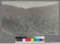 The opposite side of the hill from the planting area. This is a north exposure along the incline railway track in Smith Creek watershed. Note the distribution of redwood sprouts