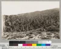Woodland and forest cover of digger and single-leaf pinon pines, scrub oak and brush at about 5000 feet in the cloudburst area. Wherever forest litter completely covered the soil, no gullies formed showing remarkable absorptive capacity for rainfall of high intensity. October 1932