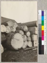 A shipment of logs in the yard of the Hart-Wood Lumber Company, San Francisco. The square logs are Jap oak; the round logs including the large one, are California oak, very like Q. lobata. They are from Chico. E.F. September 1925