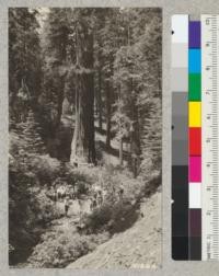 The Kings and Tulare 4-H Club girls enjoy a forestry hike to the wonderful sequoia stands on Redwood Creek near Whitaker's Forest. Metcalf. 1927