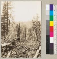 High lead selective logging at Diamond Match Company's camp near Stirling City. Donkey engine on top of ridge, slope 1200 feet long, roads 100 feet apart at foot. Reserve trees saved all the way to spar tree. Photo shows two roads and many trees left between these and other roads. May 31, 1935. E. F