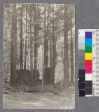 Secondgrowth Redwood Yield Study. Seen near Navarro plot #4. Oct. 1922