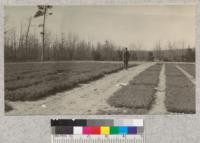 Higgins Lake Nursery, Mich. is divided by windbreaks into 12 square 1 acre blocks. 2-0 white pine right, 3-0 white pine left. Mammoth red clover soiling crop in rear