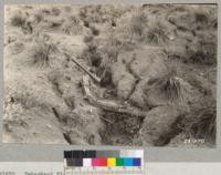 Tehachapi Flood Area. September 1932. Scattered bunch grass clumps are not sufficient cover to prevent gulleying in the open spaces. (Compare with 281982 of same spot.) Lowdermilk. Negatives in U.S. Forest Service office, Washington, D.C