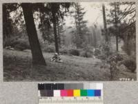 The grave of Howard Siggins. Feather River Experiment Station, Plumas County