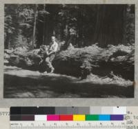 Redwood tree #1668. In Stephens Grove. Windfall of early 1940. Shows very rough top. Sprouting. This 50' log is from the trunk between 200' and 250', from base. The knots are from original limbs and are not "sap knots." 6-17-40, E.F