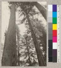 Thin-barked redwood near Branscomb. Mendocino County. Photo by Lloyd Austin, July, 1925