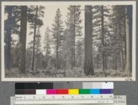 Pure open stand of yellow pine near Delleker. Large trees with fire scars. Note reproduction