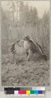 View of a red tail hawk wounded by Davis, North Fork Noyo River