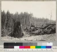 Redwood Region. View from "D" line track near landing "D-3" showing clear-cut area and tall heavy forest in background. Note long clean trunk (white) of tree in center of picture. 7-28-41. E.F