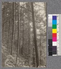 Second growth Redwood Yield Study. Greenwood - plot #1. A 43 year old mixed stand of redwood and white fir - 33 M.B.M per acre. Oct. 1922