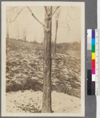 Catalpa bungei. C.A. Mey. A. A. [Arnold Arboretum] 1882-2