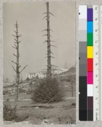 One year after Berkeley Fire. Redwood in yard of Hillside School with sprouts six feet high. Sept. 17, 1924