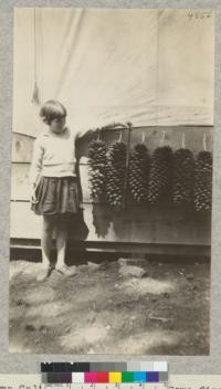 Camp Califorest Sugar Pine. Some fine specimens of cones of sugar pine collected on Rock Creek road by P. B. Hackley. Longest cone measures nearly 20". Barbara Fritz holding a 24" rule alongside. E. Fritz, Aug. 1929