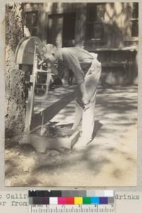 Camp Califorest. Keith Arnold drinks spring water from the camp fountain. 6/27/36 E.F