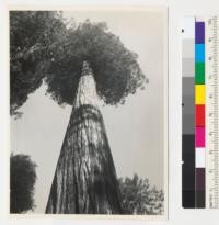 Redwood region. Looking up along clean trunk of tree shown in #7143-4-5. Elk River, Humboldt County, California. 7-23-42 E. F