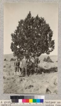 A good specimen of Sierra Juniper on the Madeline Plains country in Modoc County. This tree is a conspicuous feature of the landscape in all of this region. It grows with Yellow Pine and White Fir in the timber belt throughout Modoc and Shasta counties and as scattered individuals towards the east. It is largely in demand for fence posts and needs to be favored in order to supply this commodity over many of the desert ranges where it will thrive. Metcalf. July, 1928