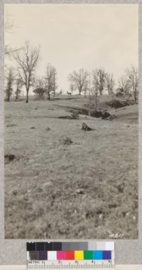 Elk in Henshaw pasture, Mendocino County. March 16, 1928. H. E. M