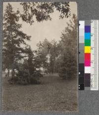 Juniperus communis and Pinus halepensis (large cone variety) Plot M. Chico Forestry Station. Sugar pine at right