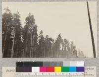 Tops of the trees on the University of California redwood quarter section above Ryan's Slough (Bear Gulch), looking southeast from the northwest corner. E. Fritz, October 1929