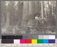 Fallers at work making an undercut. The head faller is sighting a gun. Sight does not miss 2 out of 20. Most wood left on side tree leans from to hold tree. Undercut aims to catch the bigness of the tree. Goes to about center of tree. Fallers - 74 trees in 15 days. Average 2 about 100 trees a month. Simons Sequoia Chief saw, 8-10 feet long, used principally, 2 rackers and 2 cutters to each saw. Axes - 4 pound, with 3 foot handles. The men here were working on a strip 500' wide; clearing a right-of-way for an extension of the logging railroad. 5/19/15