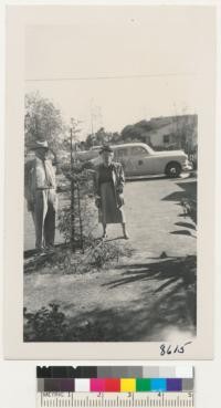 Metasequoia glyptostroboides, Dawn Redwood, in front yard at 4702 Village Road, Long Beach. E.H. and Frances Frothingham. November 1951. Two years from setting. Metcalf