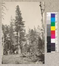 Characteristic crown of mature Incense Cedar (Libocedrus decurrens) near Meadow Valley, Plumas County, California. 1924