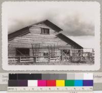 Beautiful red fir pole barn and fence for Bercutt-Richards prize Herefords, Sacramento