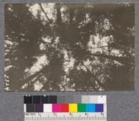 Secondgrowth Redwood Yield Study. South fork of Gualala - plot #6. View of crowns in very dense stand of pure redwood 23 years old. 21 M.B.M. per acre. This stand contained 1840 trees per acre. D. Bruce - Oct. 1922