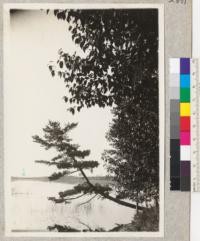 Looking north on north arm of Lake Itasca from boathouse at Forestry School. Leaning White pine; Balsam poplar on right. Mississippi River flows from lake where indicated