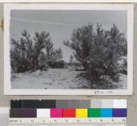 Dalea spinosa, Smoke Tree. On desert beside highway west of Needles. Metcalf. April 1954