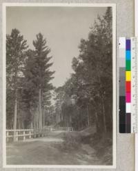 Highway entrance to Itasca State Park, Minnesota. Red and White Pines at left