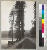 Redwood Region. Effect of Highway fills around old redwood trees. Tree at foot of slope had fill added by repair job and building of piers, spring 1941. Greenlaw Bluffs near Pepperwood, California. See also photo #6774 (same area). 6-8-41. E.F