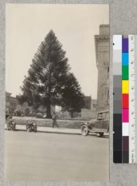 Araucaria. A beautiful specimen in front of the county building at Santa Rosa. An equally beautiful specimen appears farther in the background. The species is very likely bidwillii. See also #4078. March, 1929