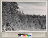 Dense stand of Sugar pine, Jeffrey pine, lodgepole pine, red fir, incense cedar, and yew at Silver Lake, Shasta County. Grah 6/49