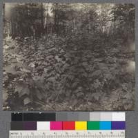 Moosewood (Acer pennsylvanicum), Hard Maple (Acer saccharum). Seedlings coming up in old logging road. Douglas Lake, Mich. C. Loew 1909